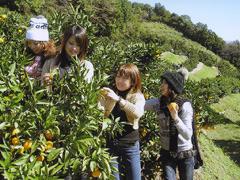 4人の女性グループが柿狩りをしている写真
